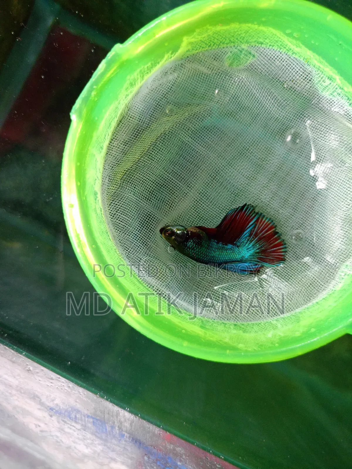 Fighter Fish Sell in Rajshahi