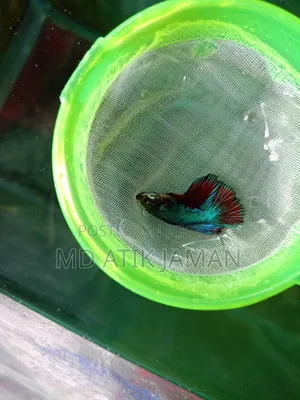 Fighter Fish Sell in Rajshahi