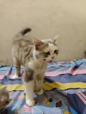 1+ year Female Purebred Persian