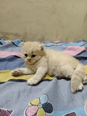 1+ year Female Purebred Persian