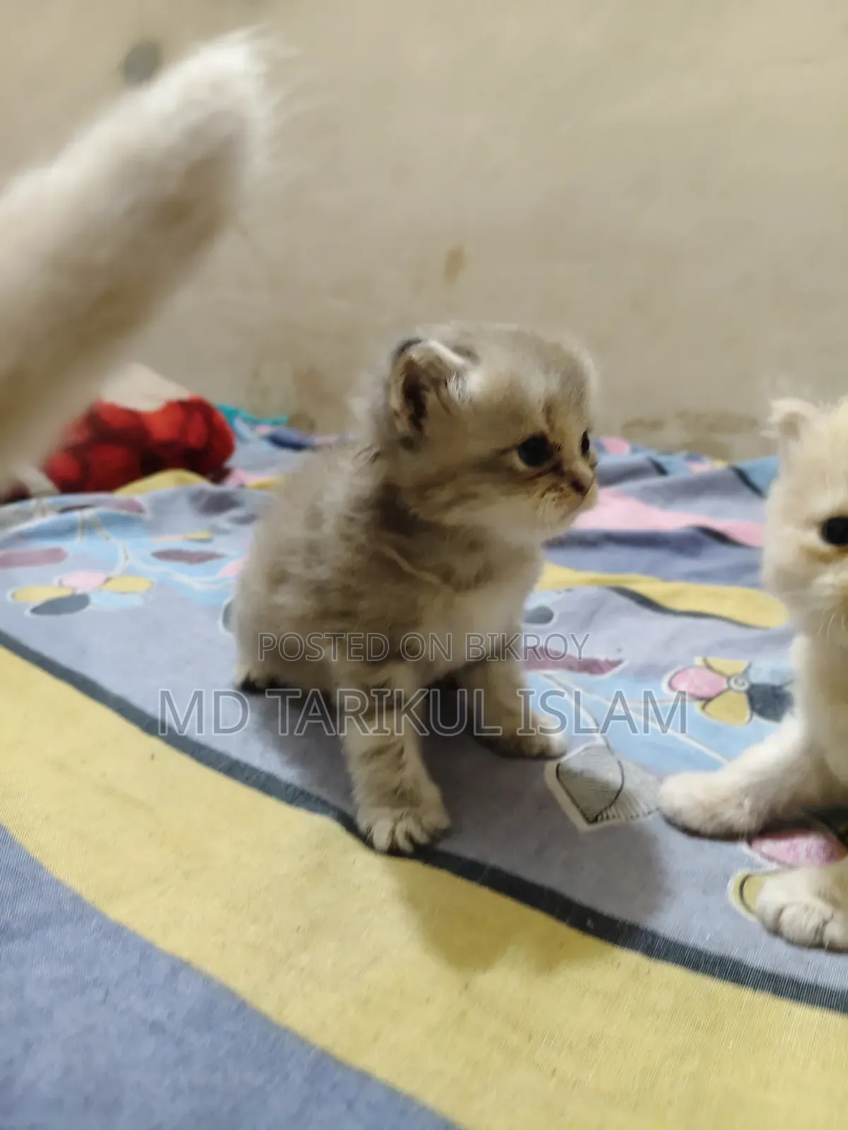 1+ year Female Purebred Persian