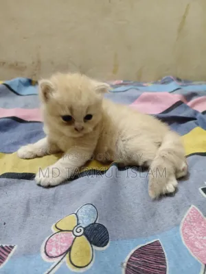 1+ year Female Purebred Persian