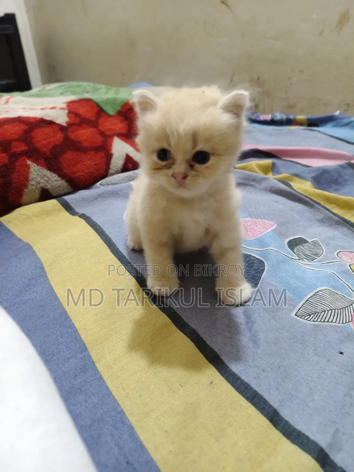 1+ year Female Purebred Persian