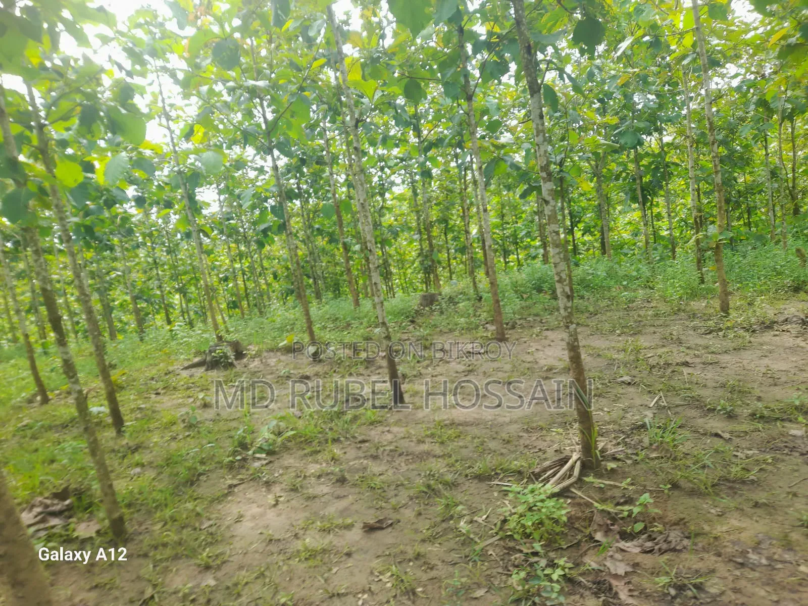 100 decimal land with teak garden for sale