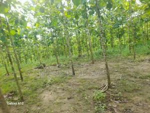 100 decimal land with teak garden for sale