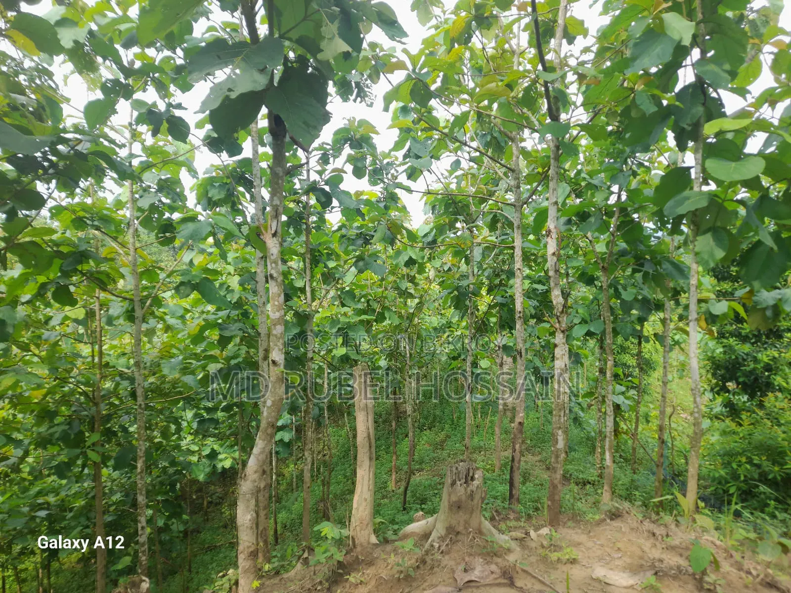100 decimal land with teak garden for sale