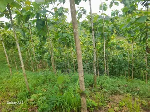 100 decimal land with teak garden for sale