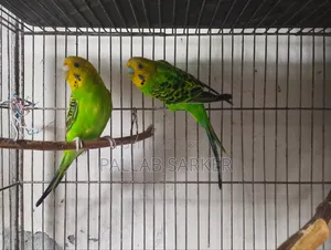 বাচ্চা সহ বাজরিগার জোড়া Budgerigar Master Pair