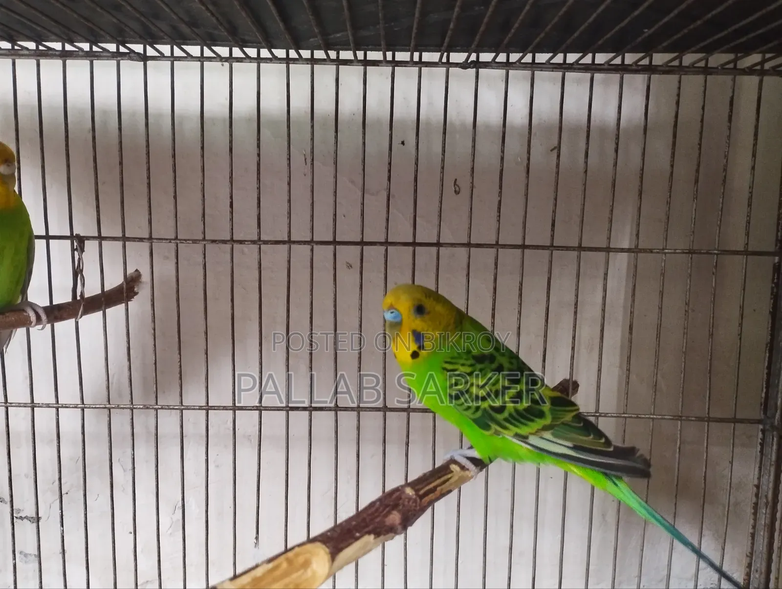 বাচ্চা সহ বাজরিগার জোড়া Budgerigar Master Pair
