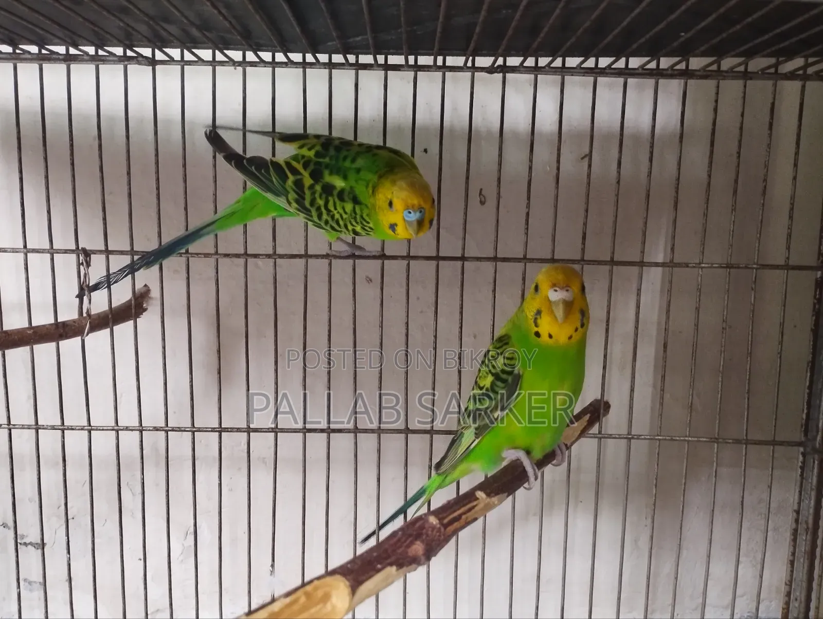 বাচ্চা সহ বাজরিগার জোড়া Budgerigar Master Pair