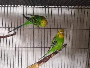 বাচ্চা সহ বাজরিগার জোড়া Budgerigar Master Pair