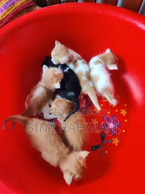 ০-১ মাস বয়সী মিক্সড ব্রিড স্ত্রী বিড়াল