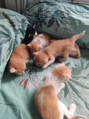 ০-১ মাস বয়সী মিক্সড ব্রিড স্ত্রী বিড়াল
