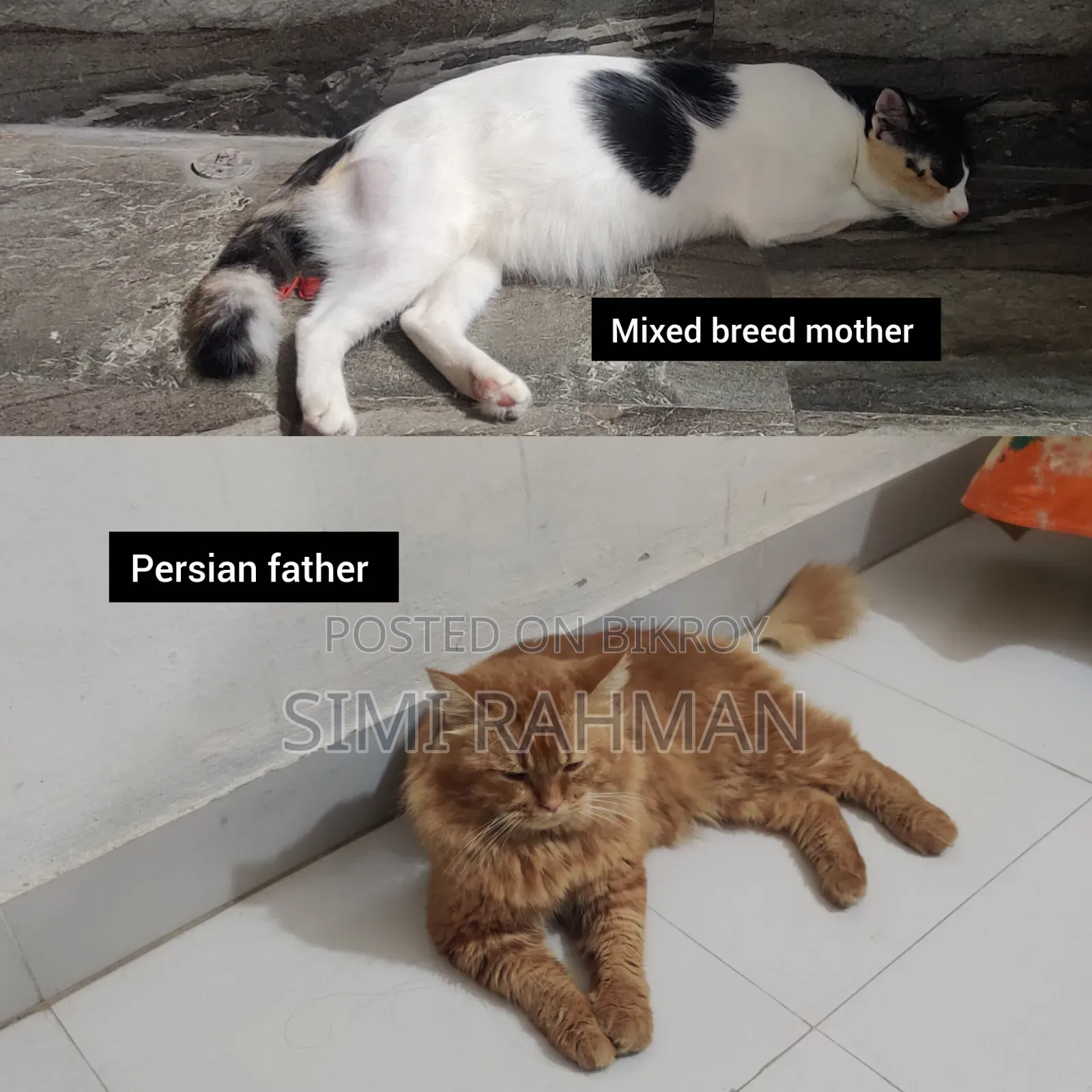 ০-১ মাস বয়সী মিক্সড ব্রিড স্ত্রী বিড়াল