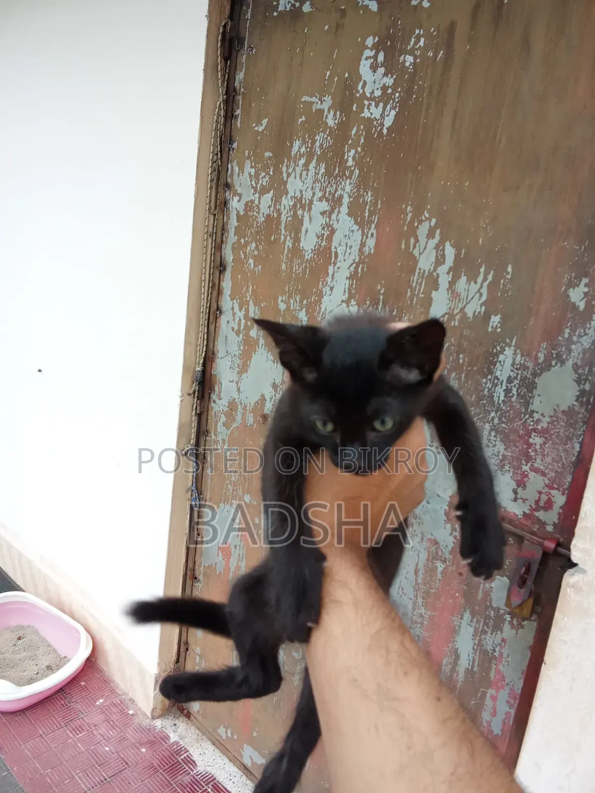 1-3 months Male Mixed Breed Persian