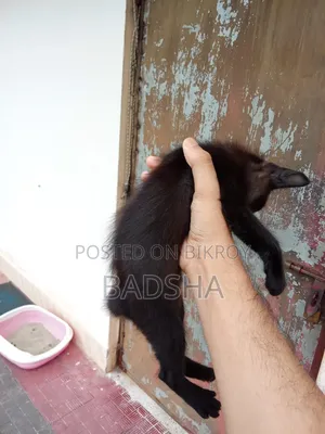 1-3 months Male Mixed Breed Persian
