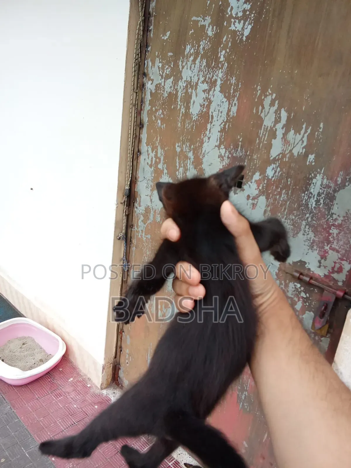 1-3 months Male Mixed Breed Persian