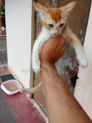 1-3 months Male Mixed Breed Persian