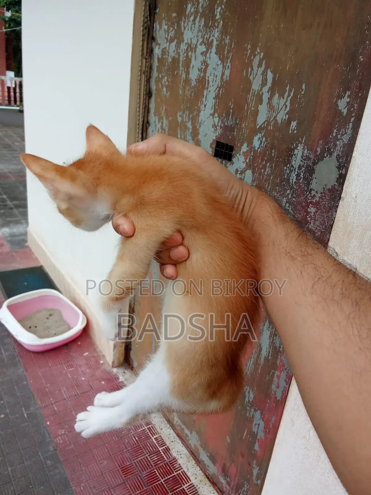 1-3 months Male Mixed Breed Persian
