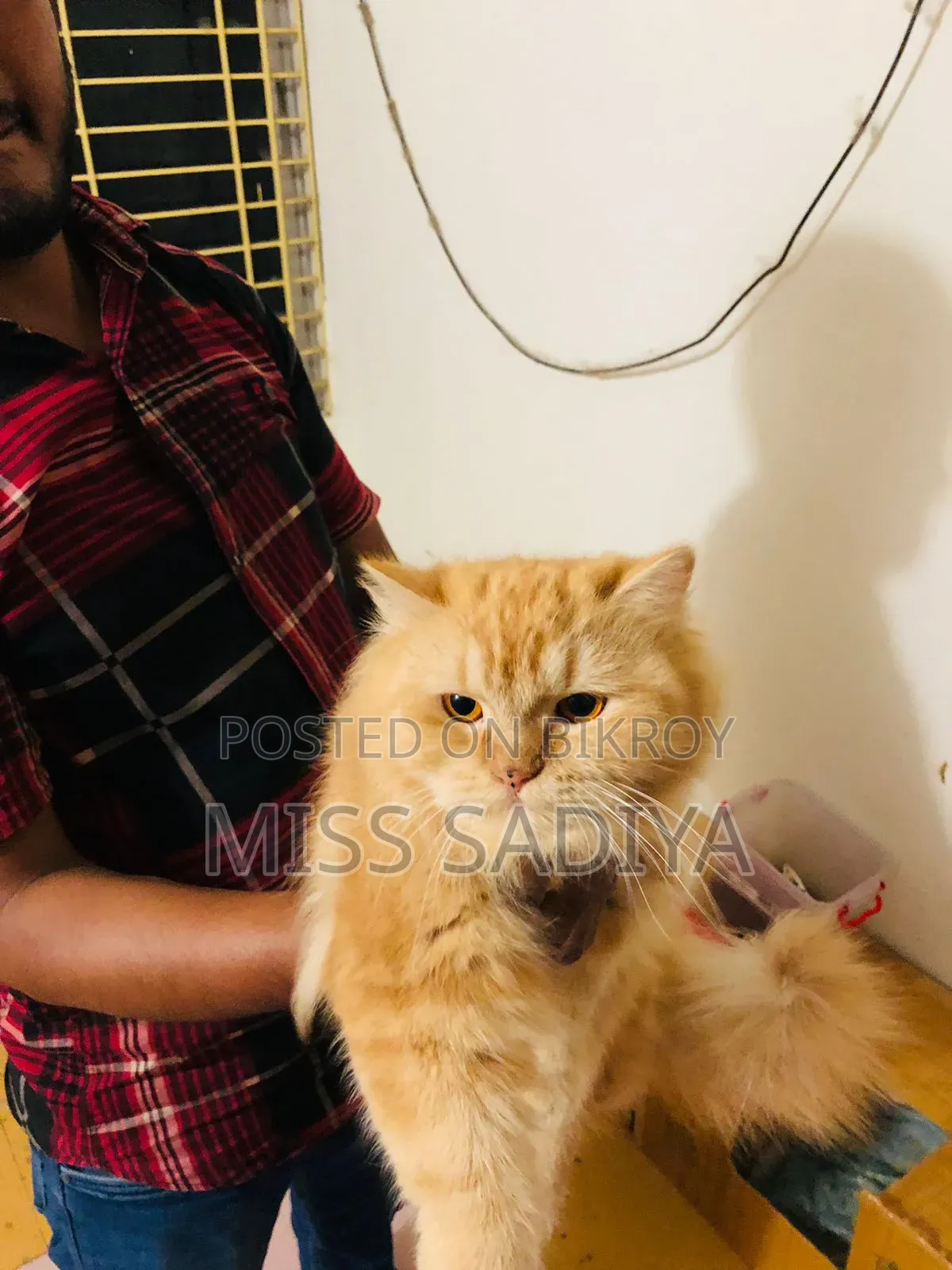 ৬-১২ মাস বয়সী স্ত্রী বিশুদ্ধ পার্সিয়ান বিড়াল