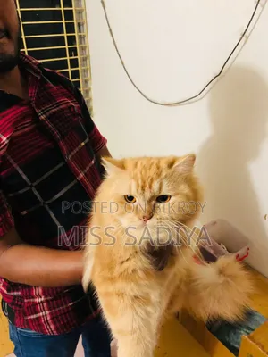 ৬-১২ মাস বয়সী স্ত্রী বিশুদ্ধ পার্সিয়ান বিড়াল