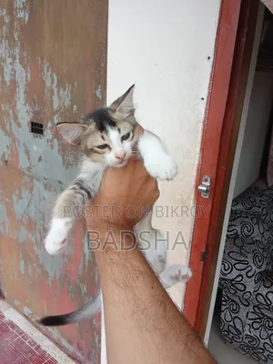 1-3 months Female Mixed Breed Persian