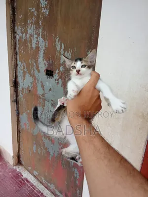 1-3 months Female Mixed Breed Persian