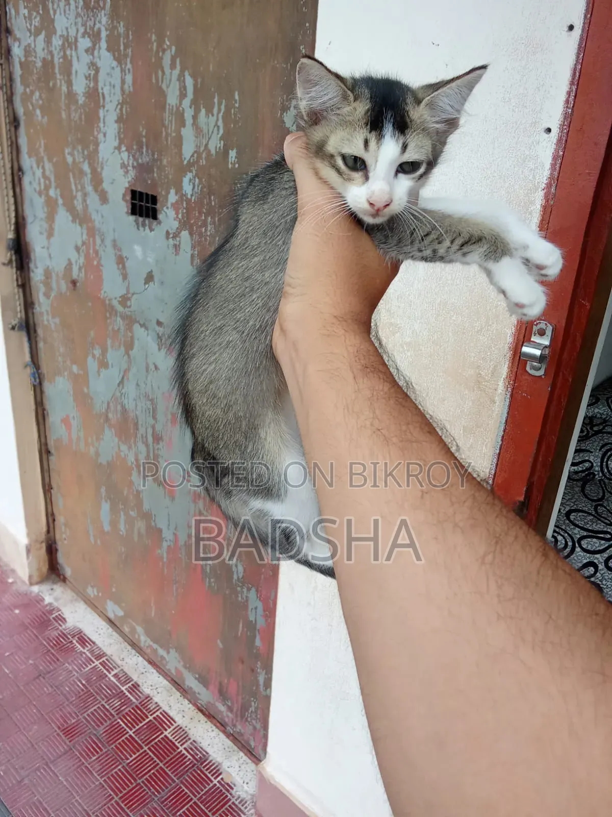 1-3 months Female Mixed Breed Persian
