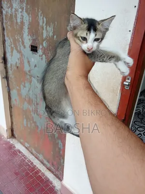 1-3 months Female Mixed Breed Persian