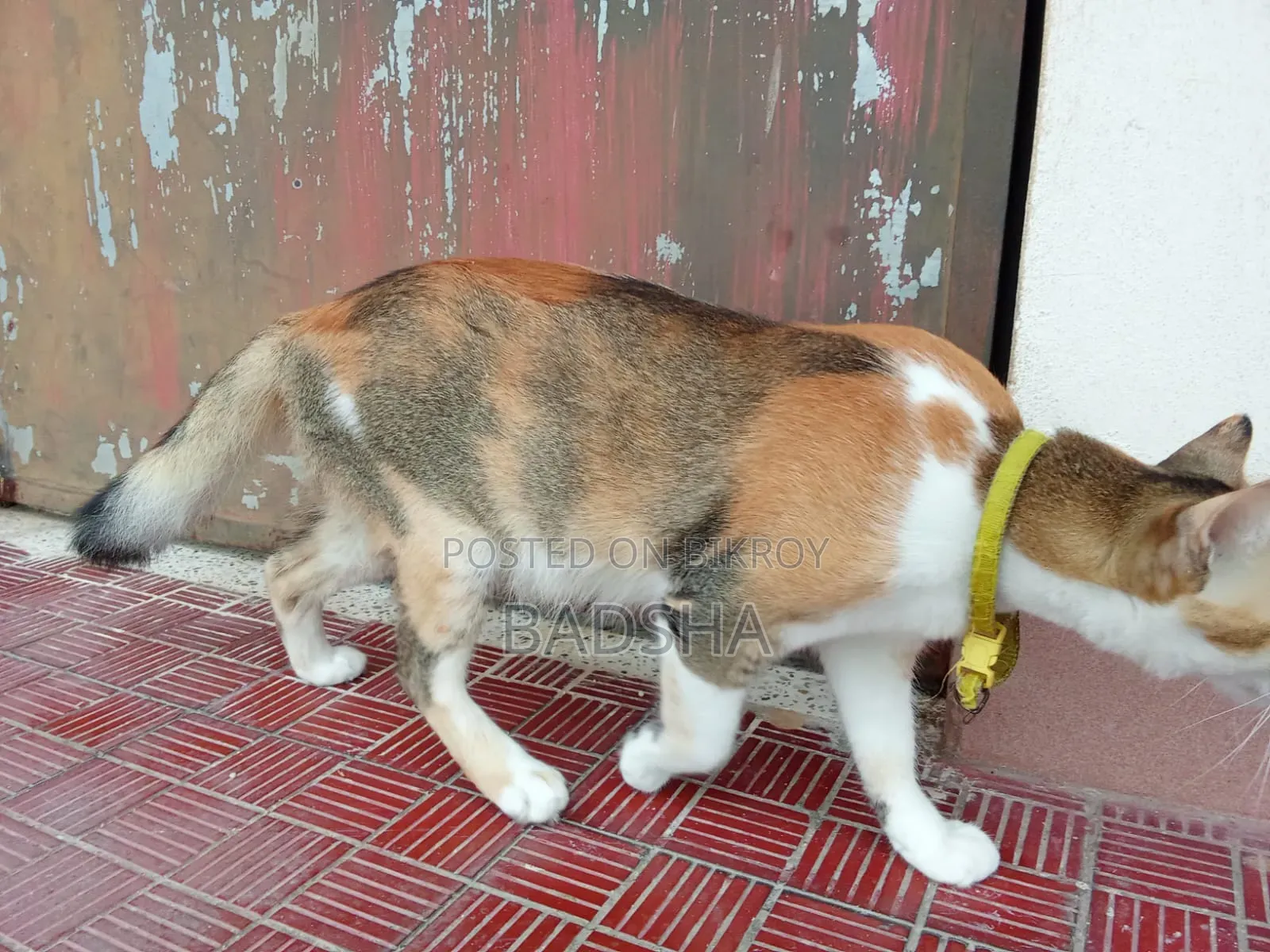 1+ year Female Mixed Breed Persian