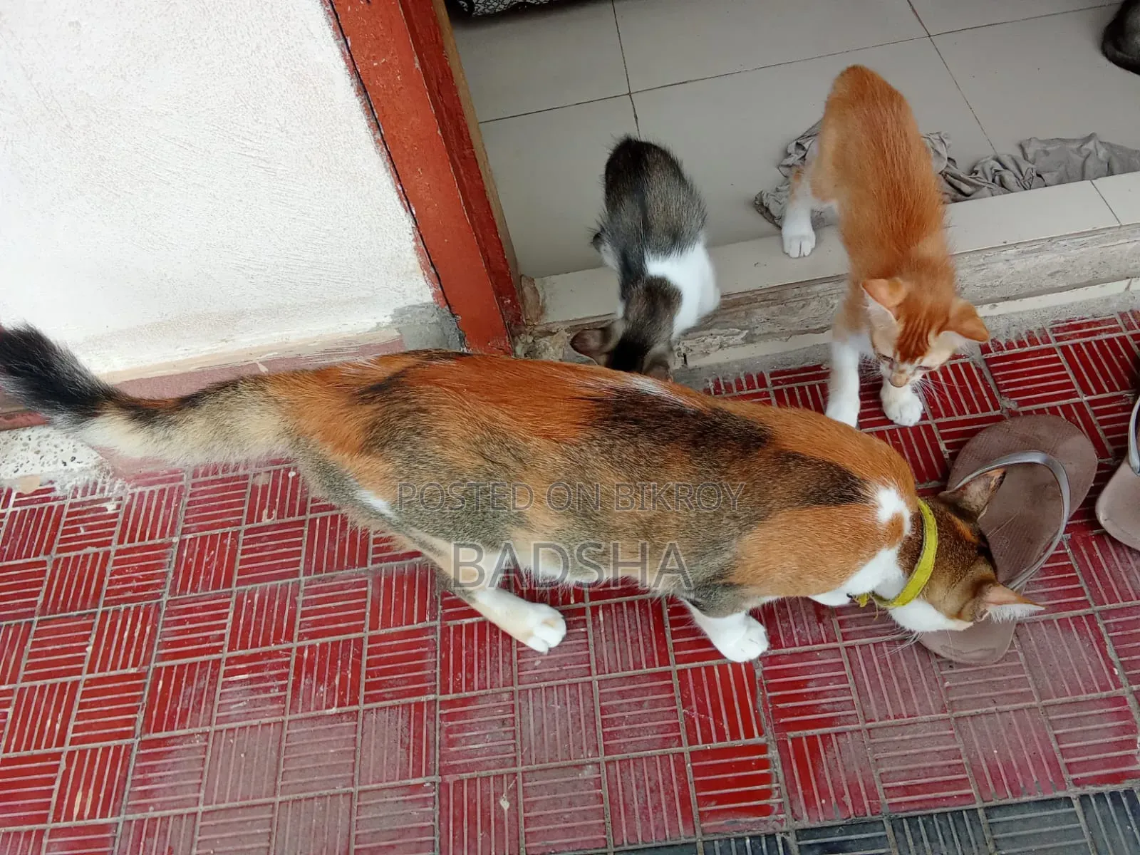 1+ year Female Mixed Breed Persian