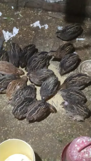 Big Size Japanese Quail Bird