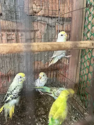 কিছু কেট বাজরিগার পাখি সেল হবে।