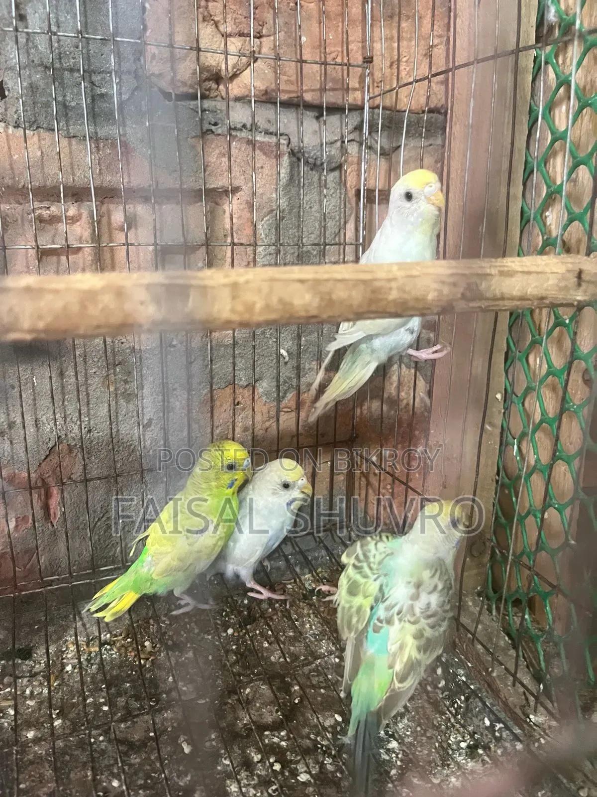 কিছু কেট বাজরিগার পাখি সেল হবে।