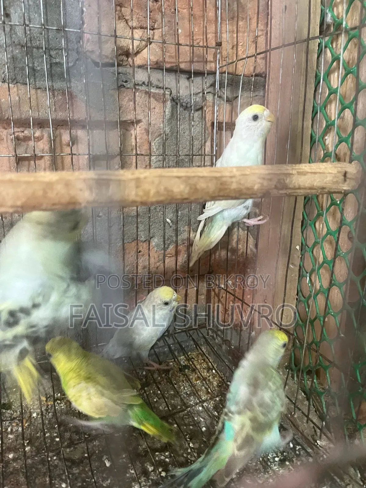 কিছু কেট বাজরিগার পাখি সেল হবে।