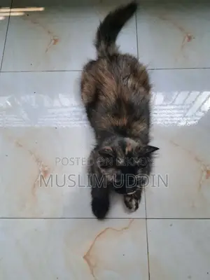 3-6 months Female Mixed Breed Persian
