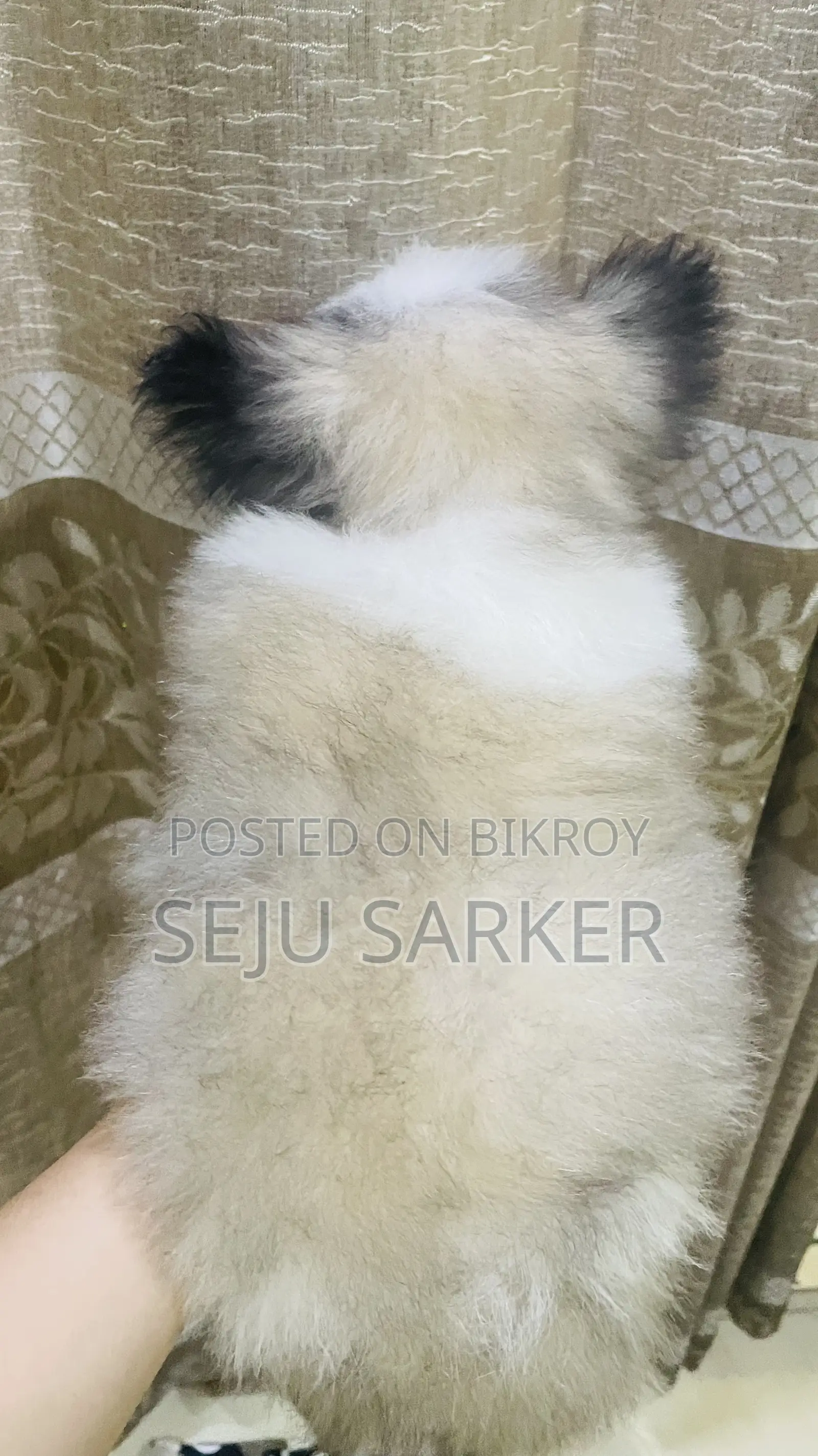 ১-৩ মাস বয়সী ফিমেল পিওরব্রেড লাসা আপসো