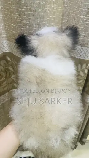 ১-৩ মাস বয়সী ফিমেল পিওরব্রেড লাসা আপসো