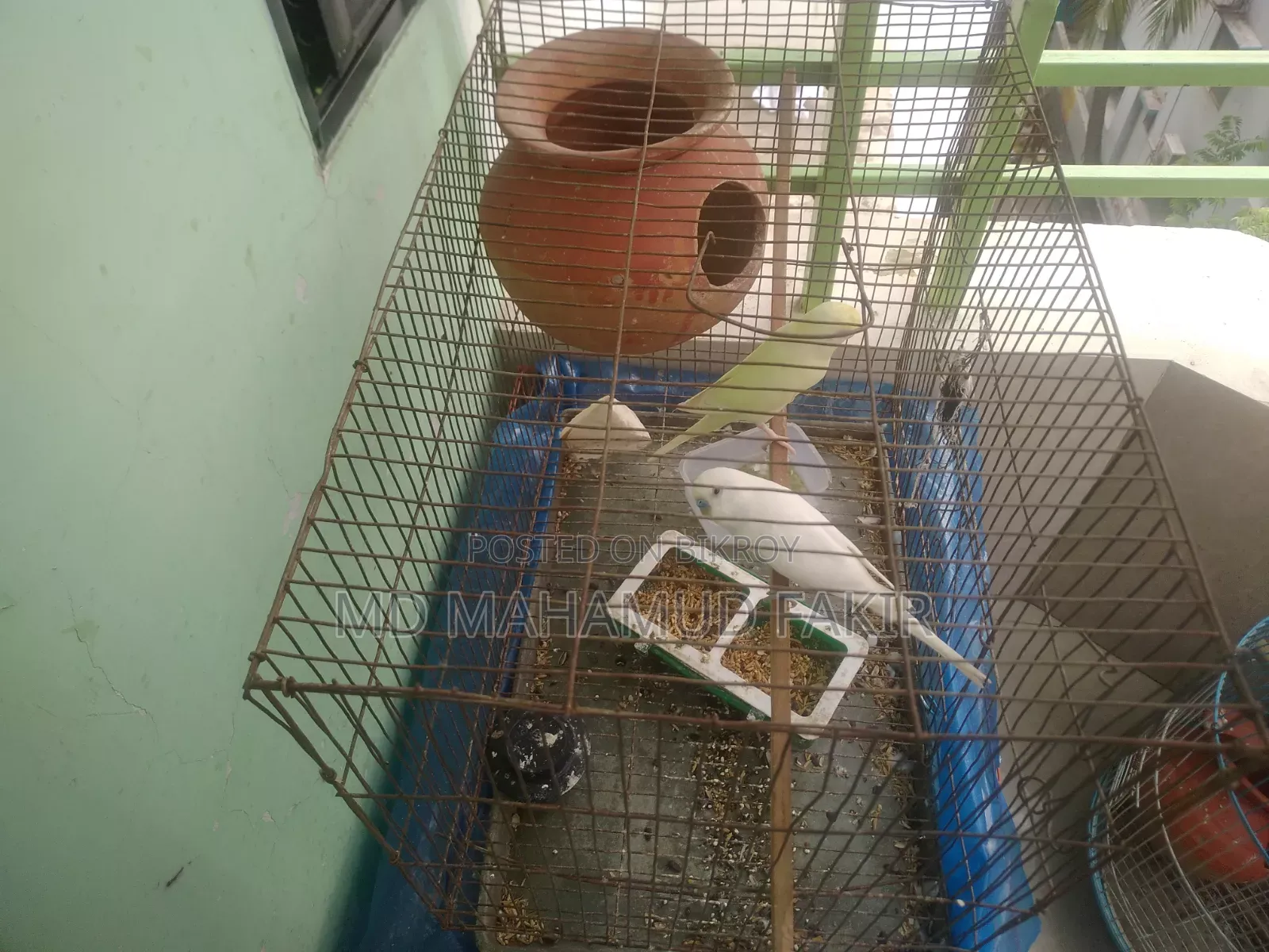 বিক্রির জন্য পাখি