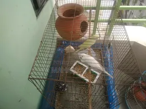 বিক্রির জন্য পাখি
