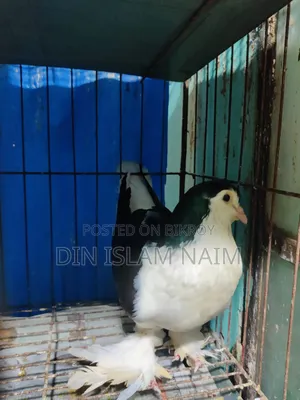 Lahori (Siraji) Pigeon