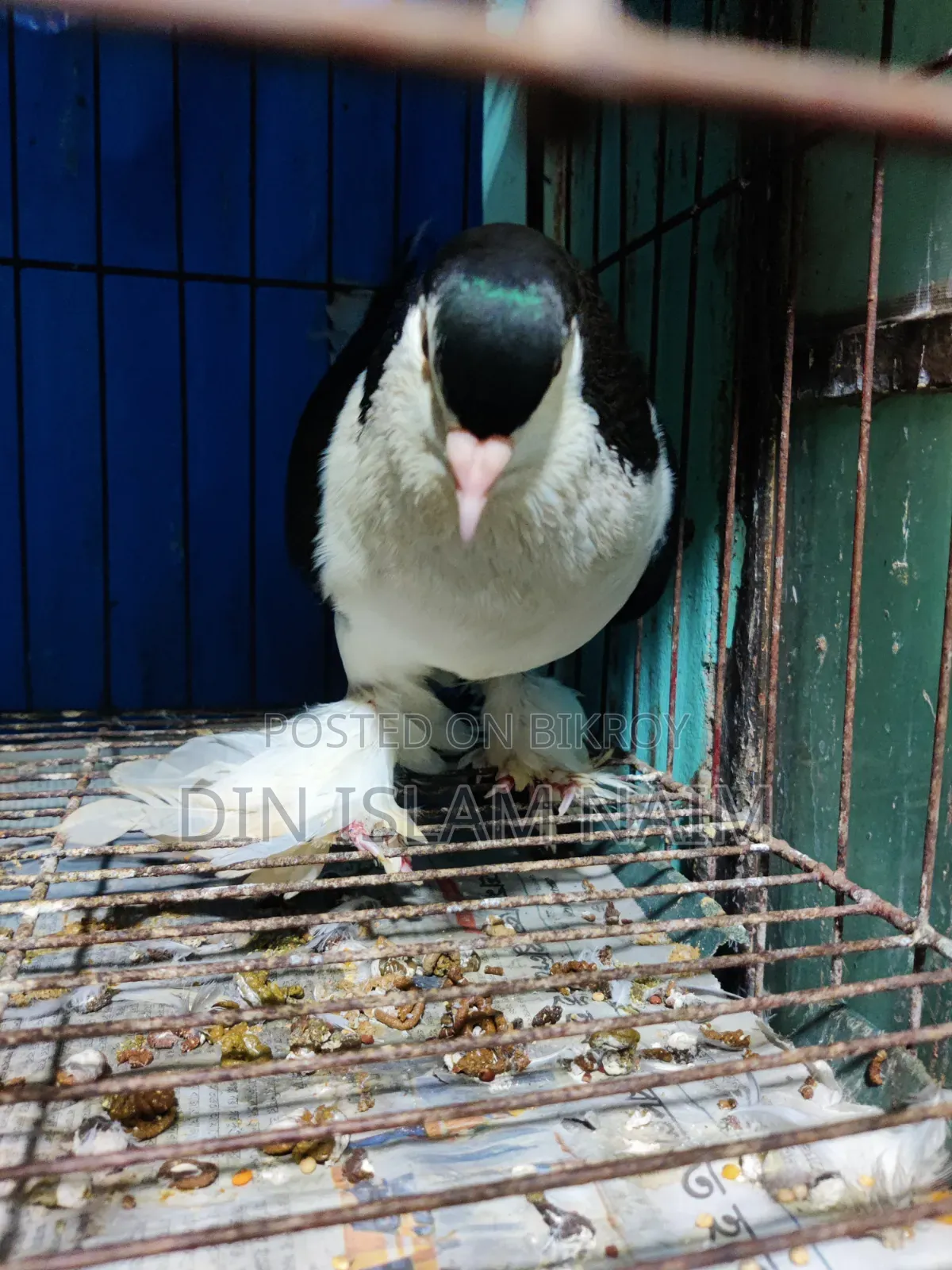 Lahori (Siraji) Pigeon