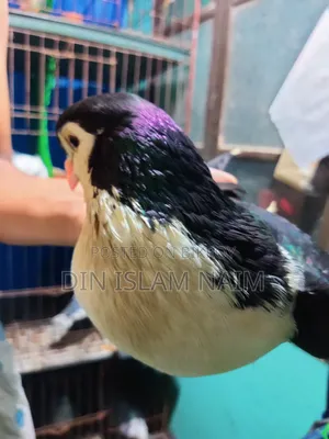 Lahori (Siraji) Pigeon