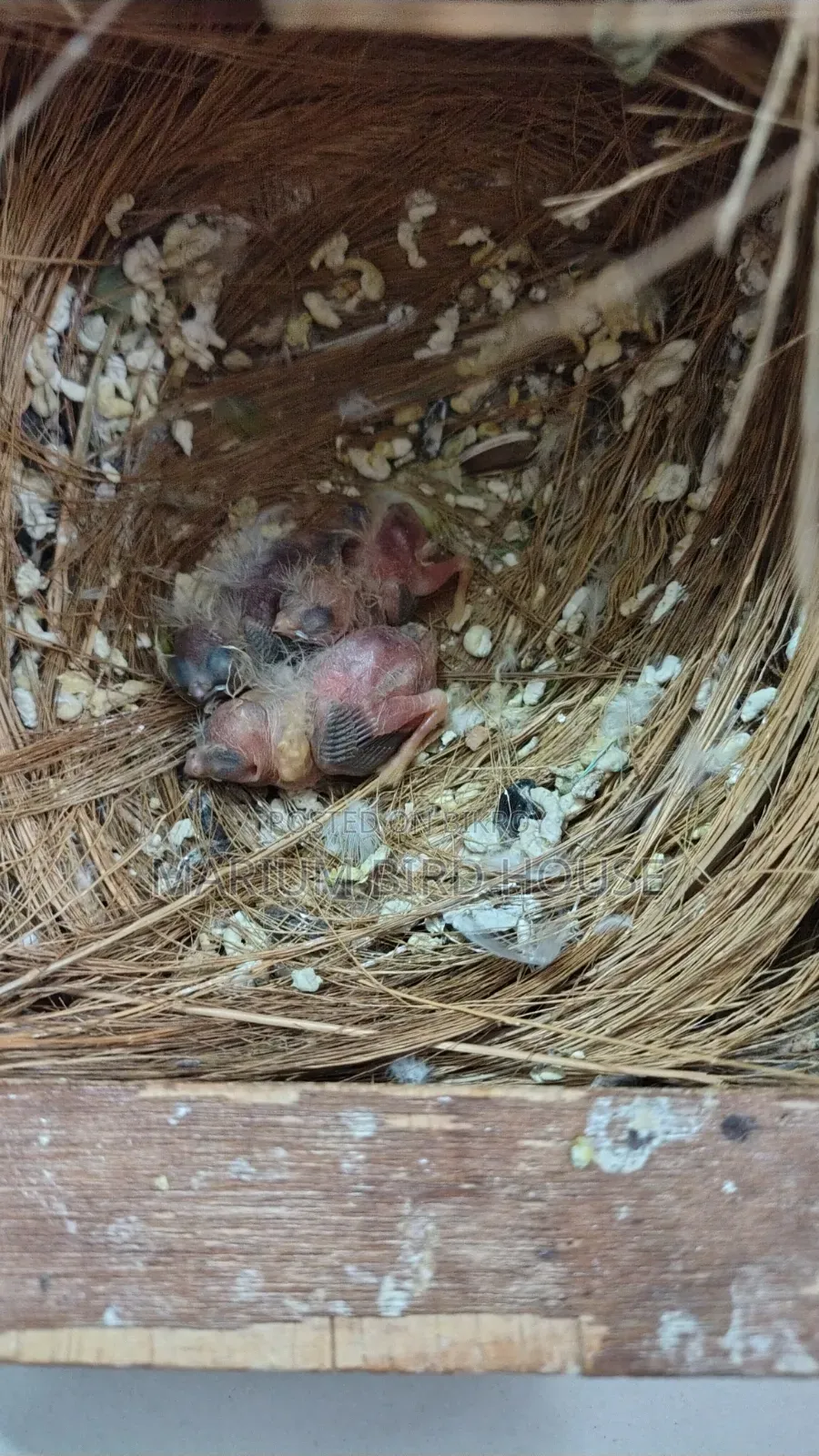 Snow White Finch Bird