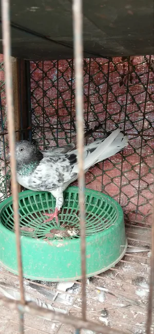 ডিম বাচ্চা ১০০% ওকে