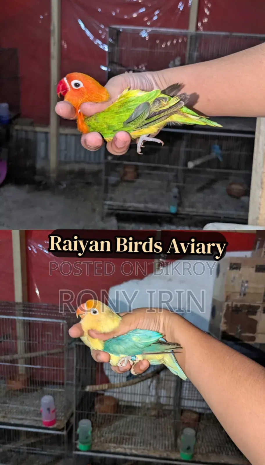 Running Pair Love Bird