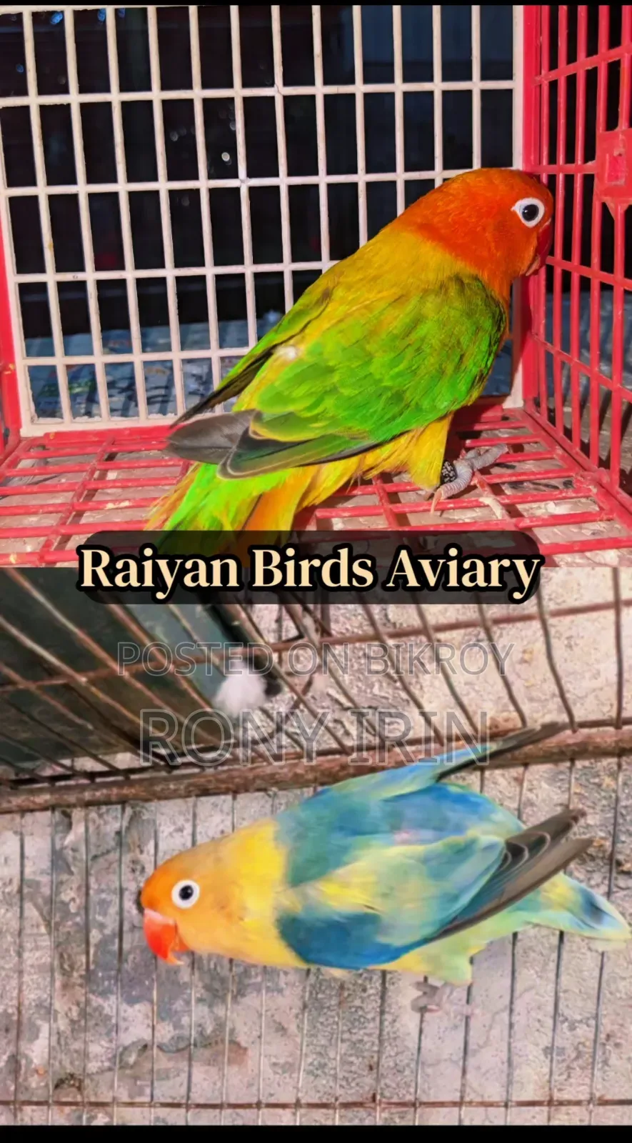 Running Pair Love Bird