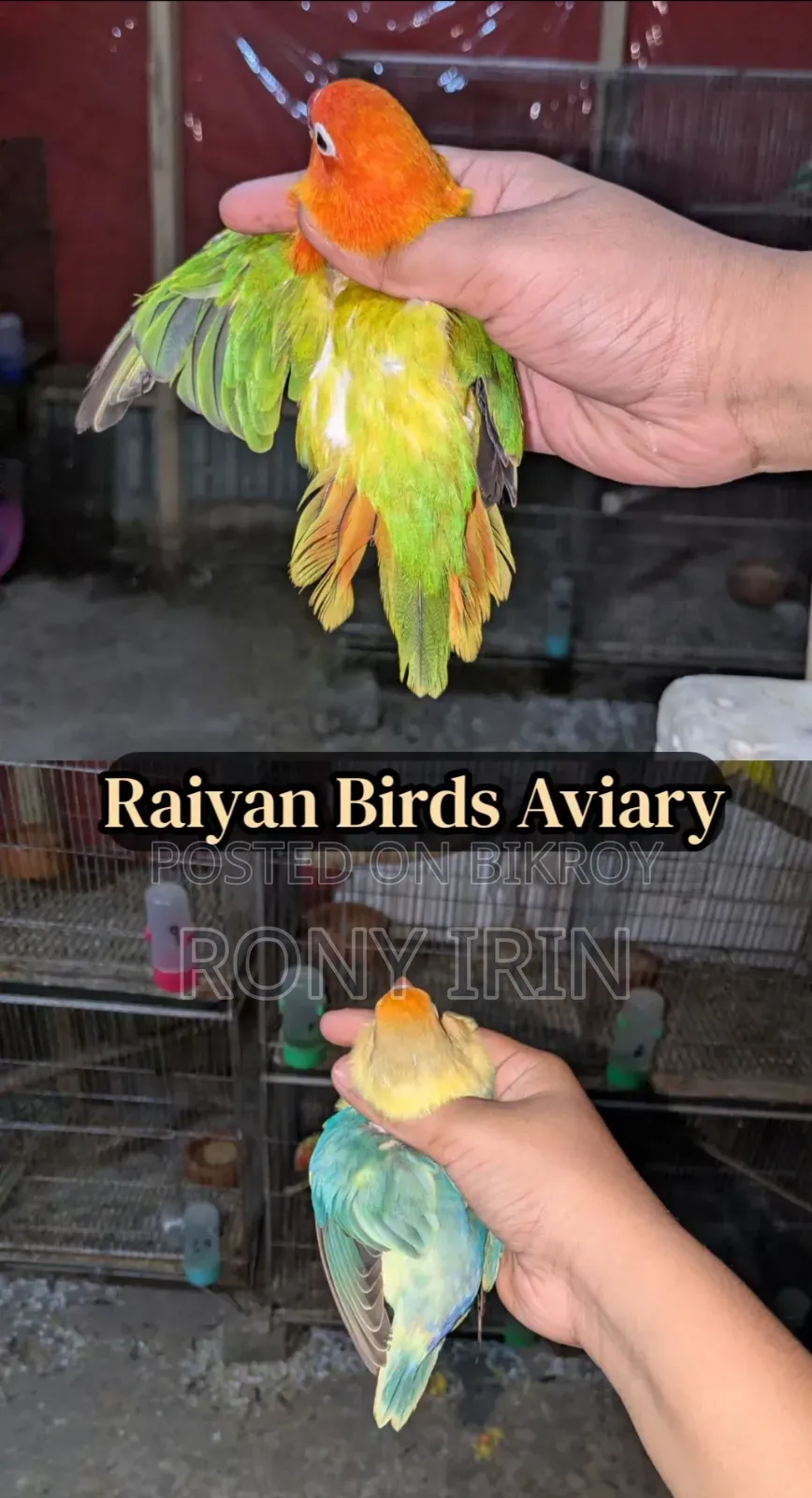 Running Pair Love Bird