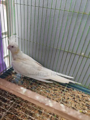 Albino Cockatiel