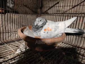 Running Female Pigeon for Sale